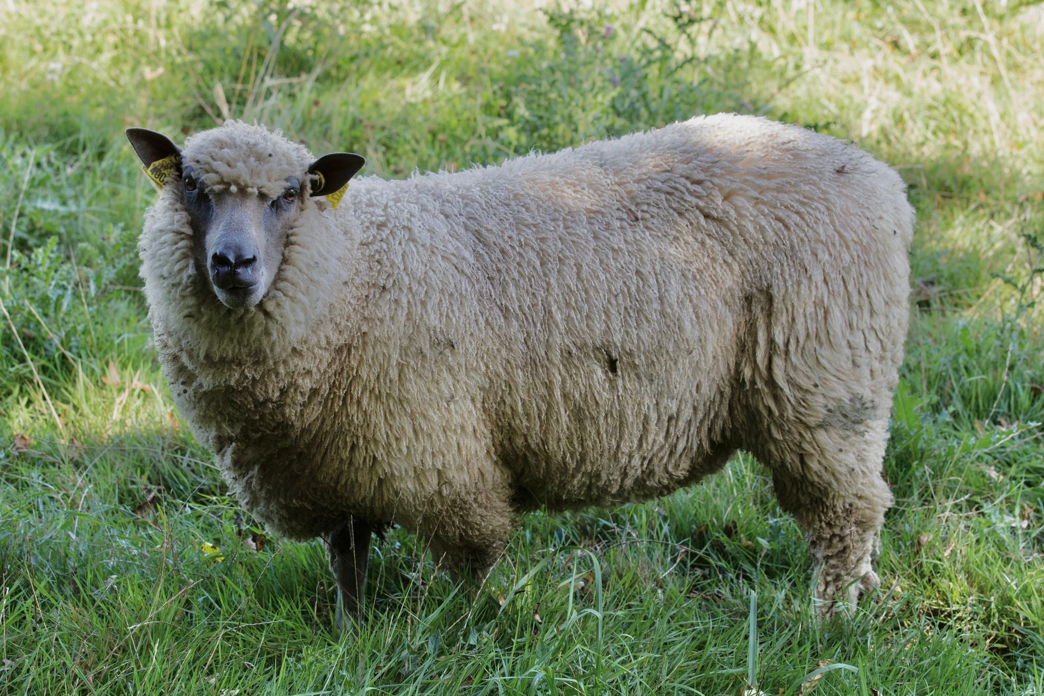 Mouton bleu du Maine à l'Écomusée du pays de Rennes