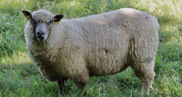 Mouton bleu du Maine à l'Écomusée du pays de Rennes