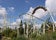 Photo of roller coaster in Thorpe Park, England.