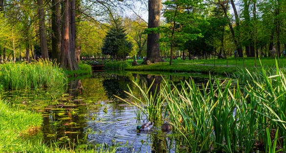Photo of beautiful landscape view over a pond inside the Nicolae Romanescu Park in Craiova city, Romania.