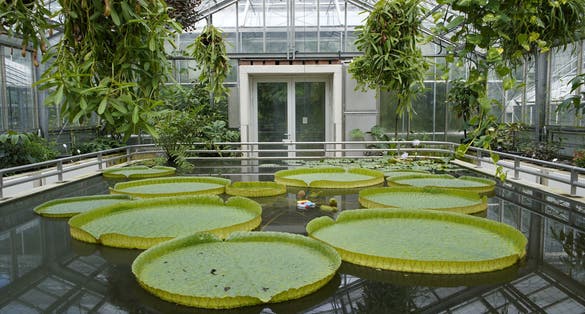 Photo of Victoria amazonica, also called Victoria regia, is a species of flowering plant, the second largest in the water lily family Nymphaeaceae. Botanical Garden, Brunswick, Germany.