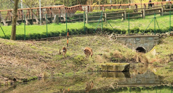 Photo of axis deer in the enclosure with a pond in zoo in Ostrava, Czech Republic.