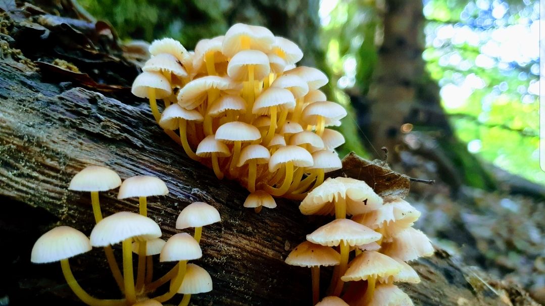 Fir of Hotova National Park, Frashër, Bashkia Përmet, Gjirokastër County, Southern Albania, Albania