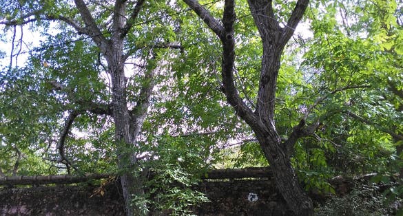 Fonte Benémola Algarve trees
