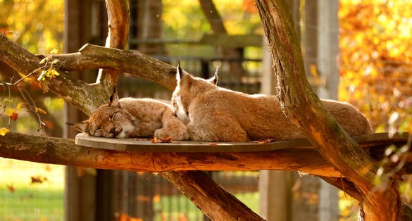 photo of view of The cute lynx in the leipzig wildpark,Pforzheim Germany.