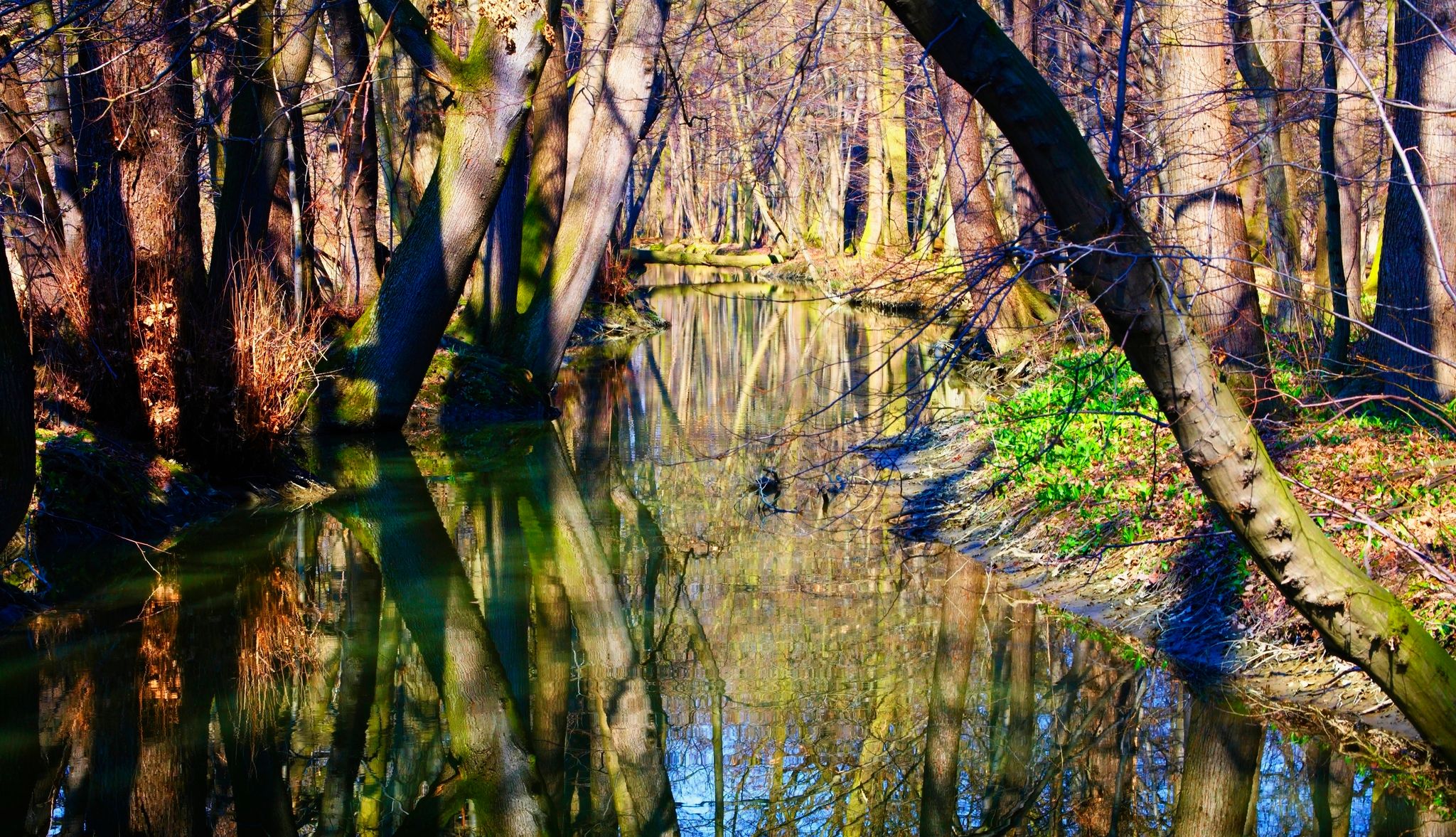 Photo of Polanská niva Nature preserve in Ostrava, Czechia.