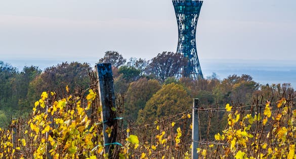 The vineyards in Lendavske gorice on an autumn day with the Vinarium view tower rising in the background