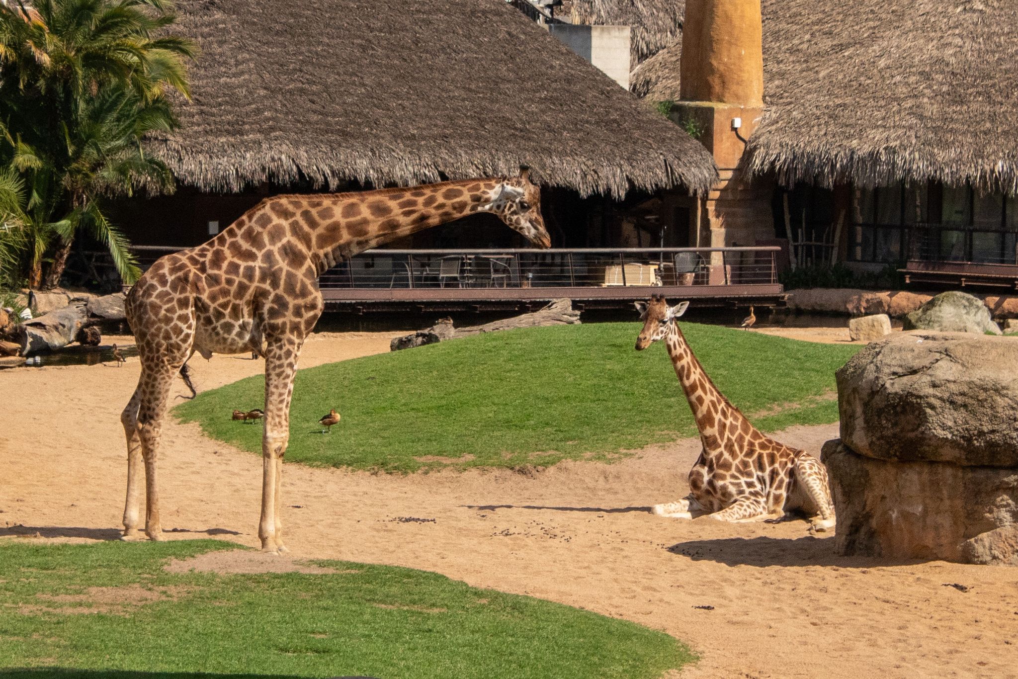 Photo of A standing Giraffe and a sitting Giraffe in their zoo enclosure ,Valencia Bioparc ,Spain .