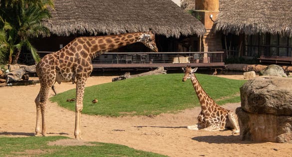 Photo of A standing Giraffe and a sitting Giraffe in their zoo enclosure ,Valencia Bioparc ,Spain .