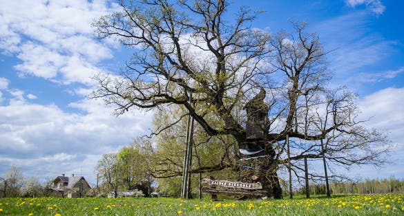 Kaive Oak - the thickest tree in Latvia and in all Baltic States.