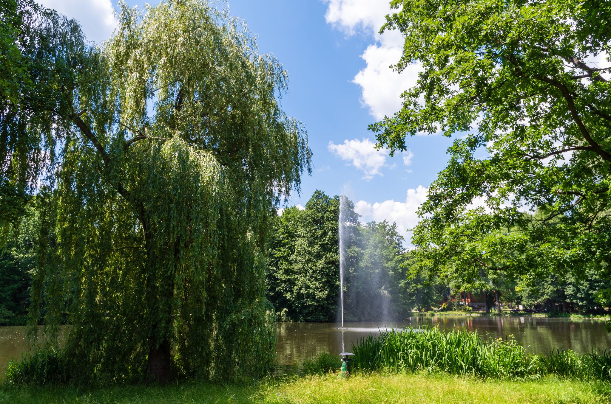 Trees and plants in park against sky at pond in Jelenia Góra,Poland