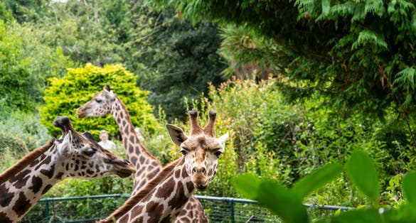 Three Rothschild giraffes in Belfast Zoo with one looking at the camera.