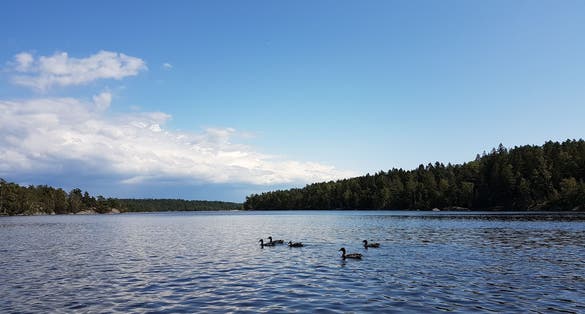 photo of ducks on a beautiful lake located in Vättlefjäll in Gothenburg, Sweden.