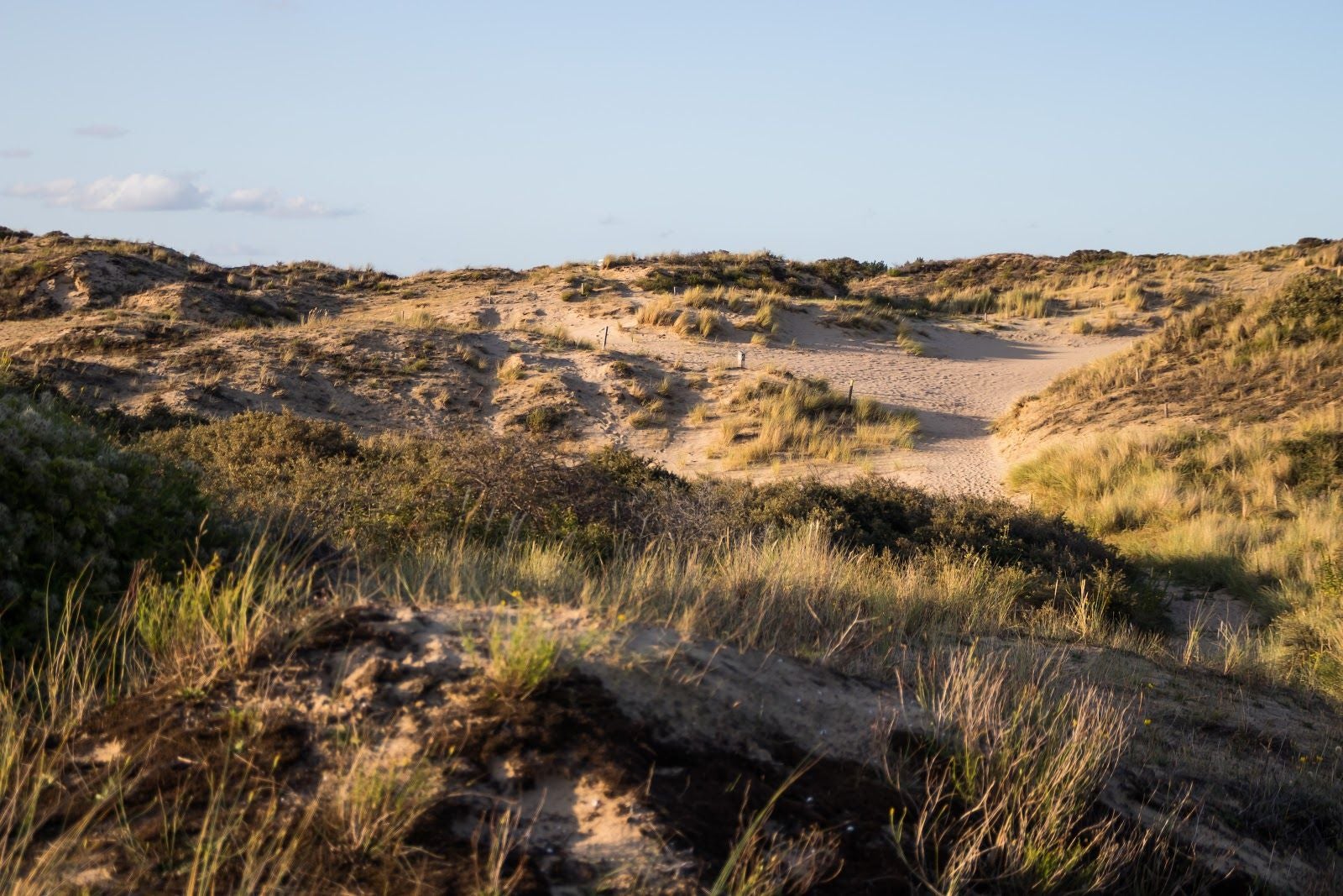 Nature Reserve of Westhoek, De Panne, Veurne, West Flanders, Flanders, Belgium