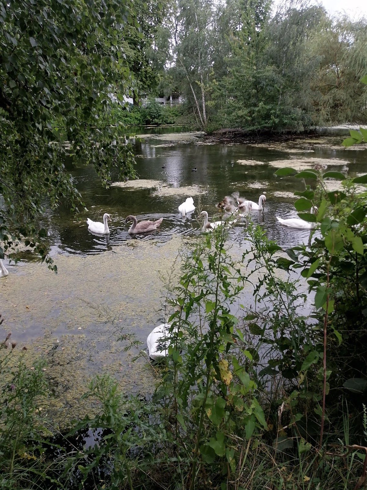 Wieseck- Aue, Gießen, Landkreis Gießen, Hesse, Germany
