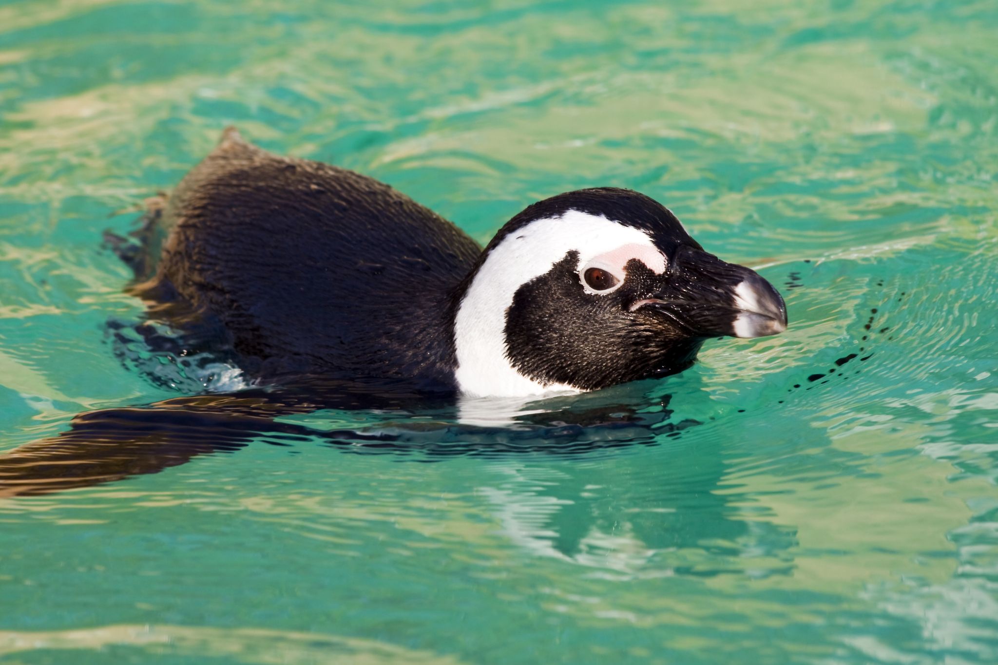 photo of view of African Penguin (Spheniscus demersus), Szeged, Hungary.