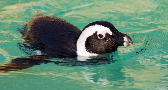 photo of view of African Penguin (Spheniscus demersus), Szeged, Hungary.