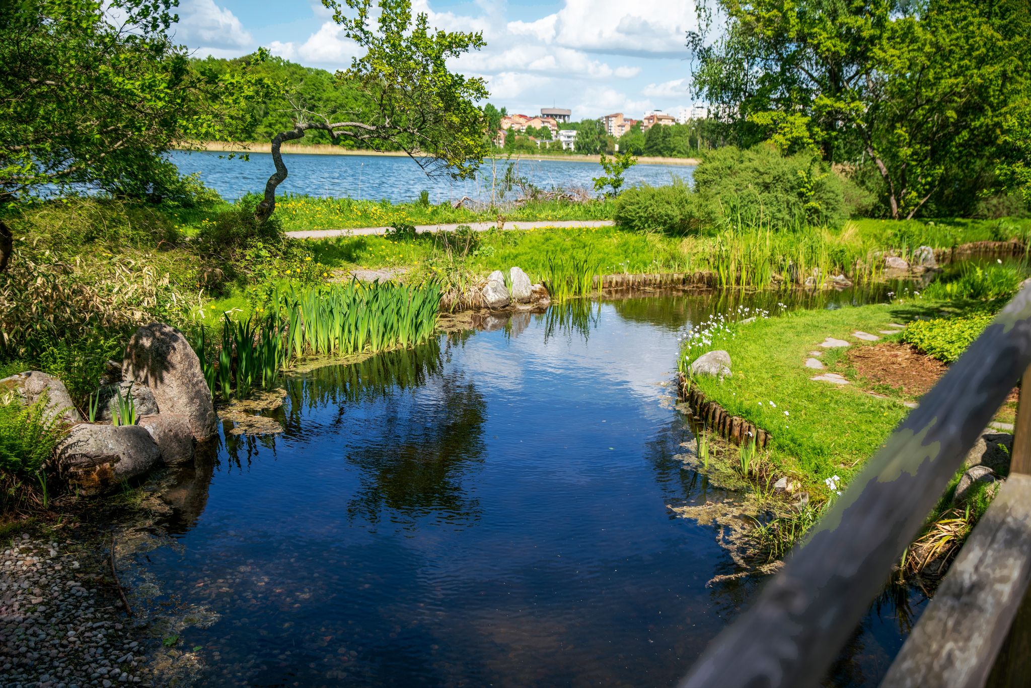 photo of reflections in water in beautiful Japanese pond in the Bergian botanic garden in distance lake Brunnsviken in Stockholm, Sweden.