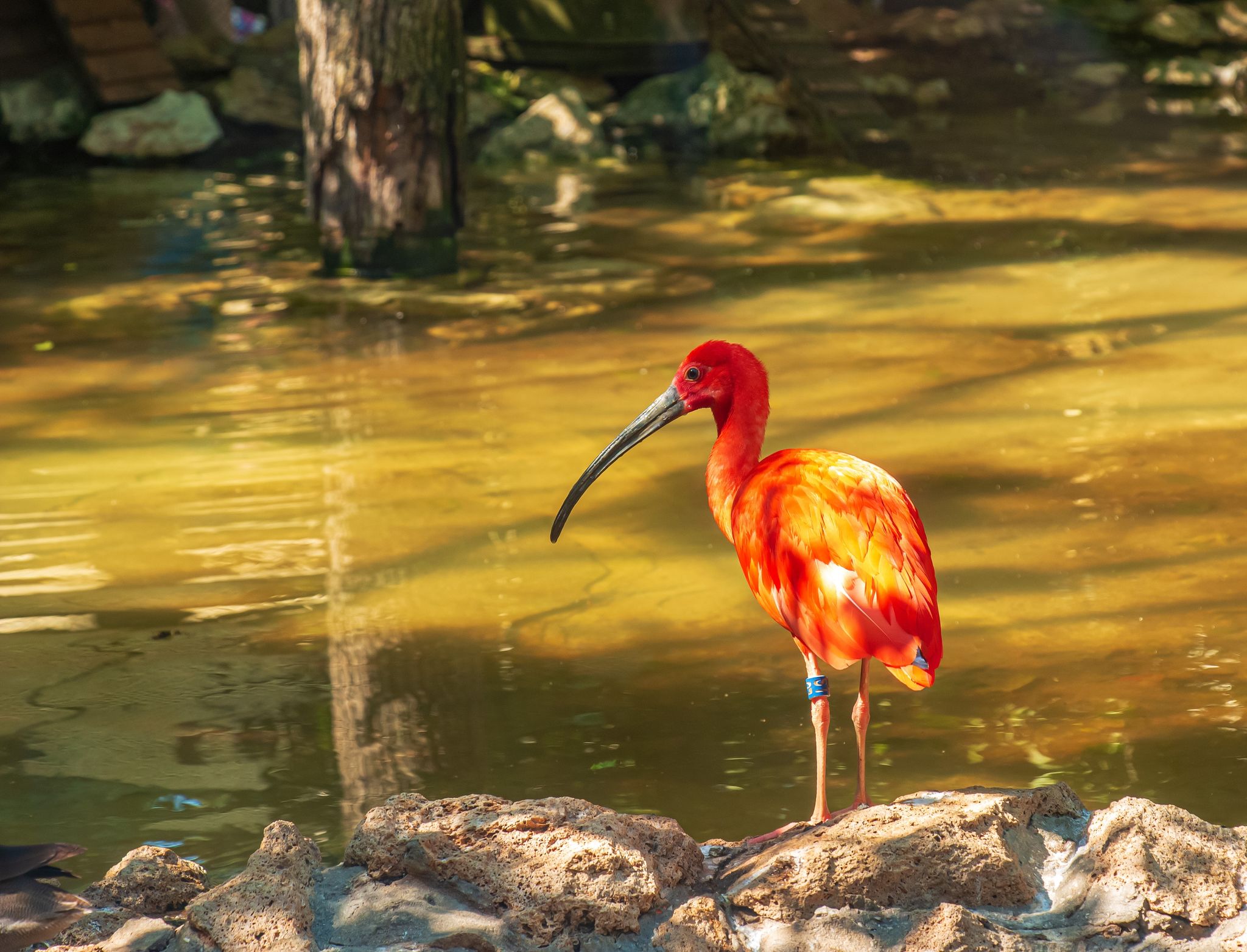 Red ibis, Eudocimus ruber in water with reflection at Bojnice Zoo in Slovakia.