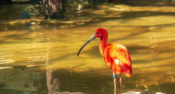 Red ibis, Eudocimus ruber in water with reflection at Bojnice Zoo in Slovakia.