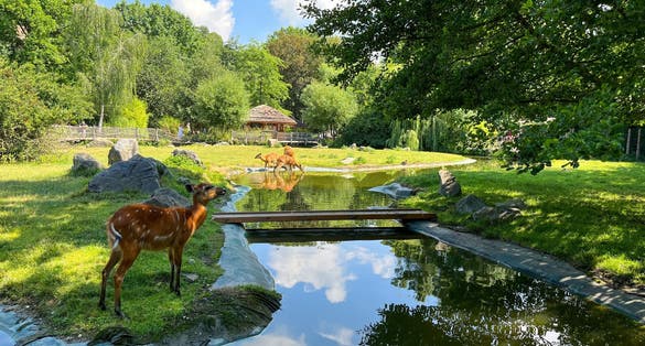 Photo of amazing red deers in Prague zoo.