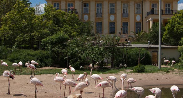 Photo of Flamingos in Safari Park in Dvůr Králové nad Labem, Eastern Bohemia, Czech Republic, Europe.