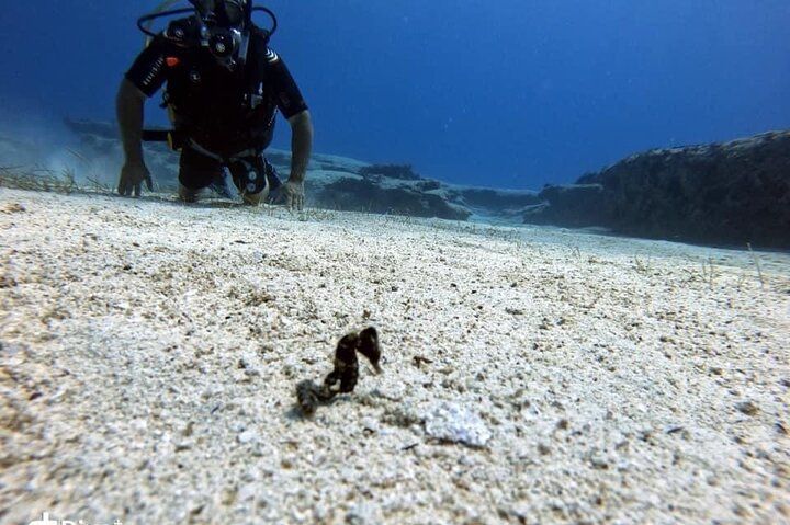 Try a Scuba Diving Experience 