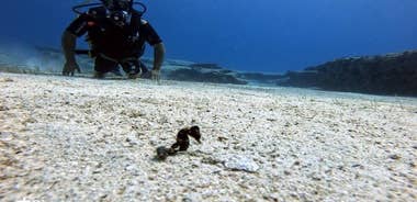 Try a Scuba Diving Experience 