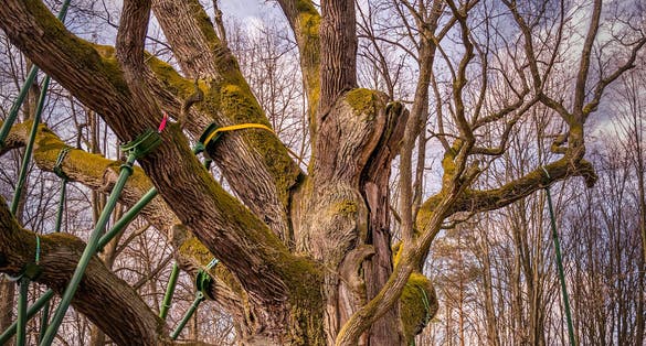Ancient tree called Bartek is an over 700 years old oak tree in Poland. It grows in Zagnansk near Kielce in the Swietokrzyskie Mountains.