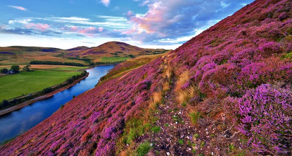 Photo of colorful landscape with a footpath through the hill slope covered by violet heather flowers and green valley, river, mountains, Edinburgh, Scotland.