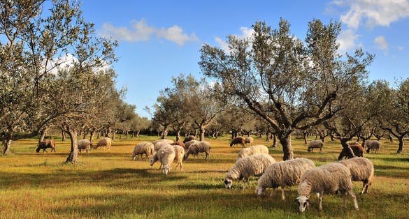 Photo of rural picture of a flock of sheep in an olive tree field, Kalamata, Greece.