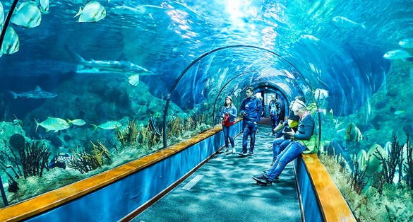 Photo of  Aquatic tunnel with sharks and marine life in the Loro Park (Loro Parque), Tenerife, Spain.
