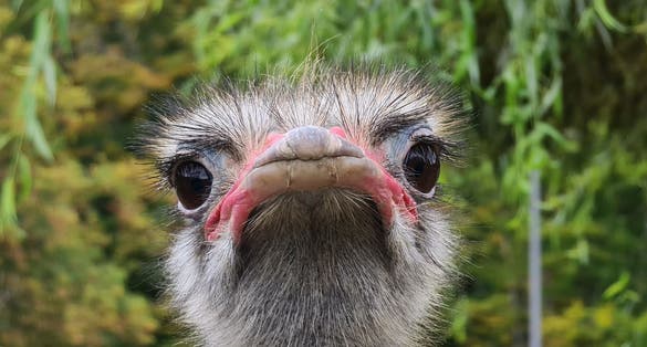 Photo of Brașov Zoo in Brasov, Romania .