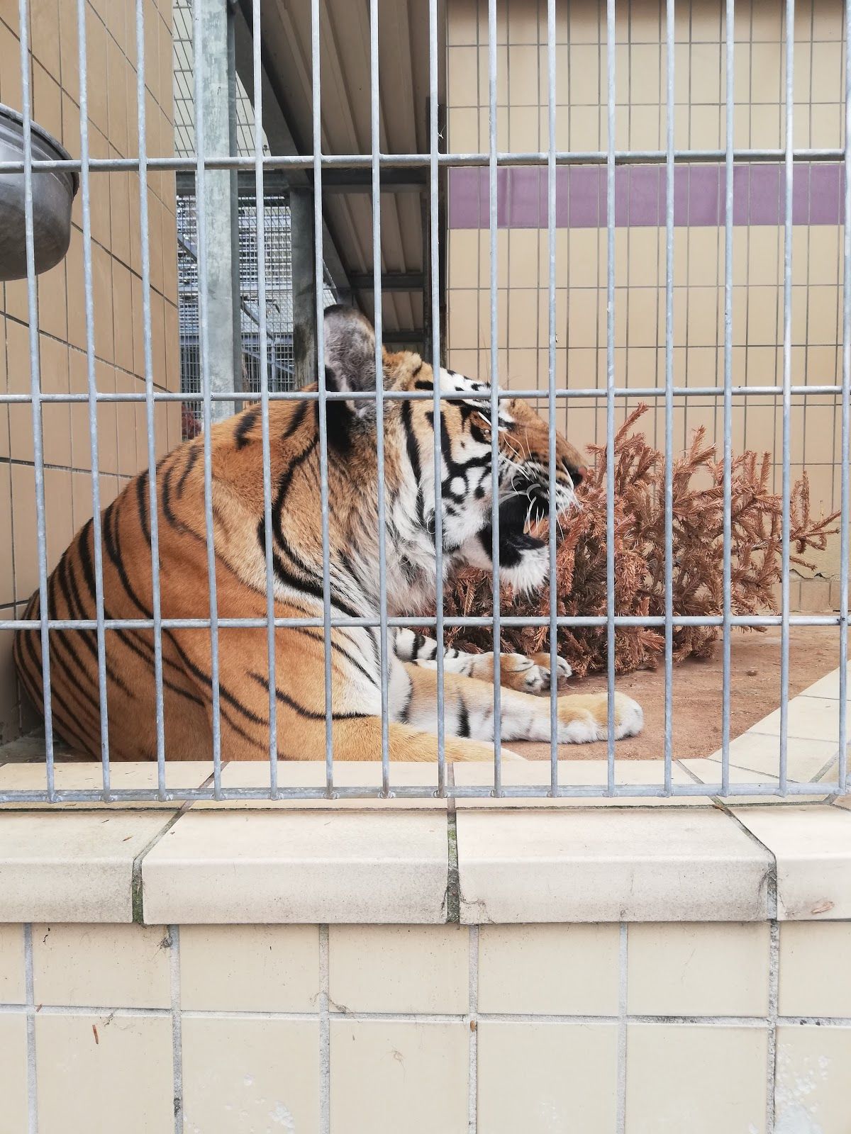 Predator and exotic asylum e.V., Ansbach, Bavaria, Germany