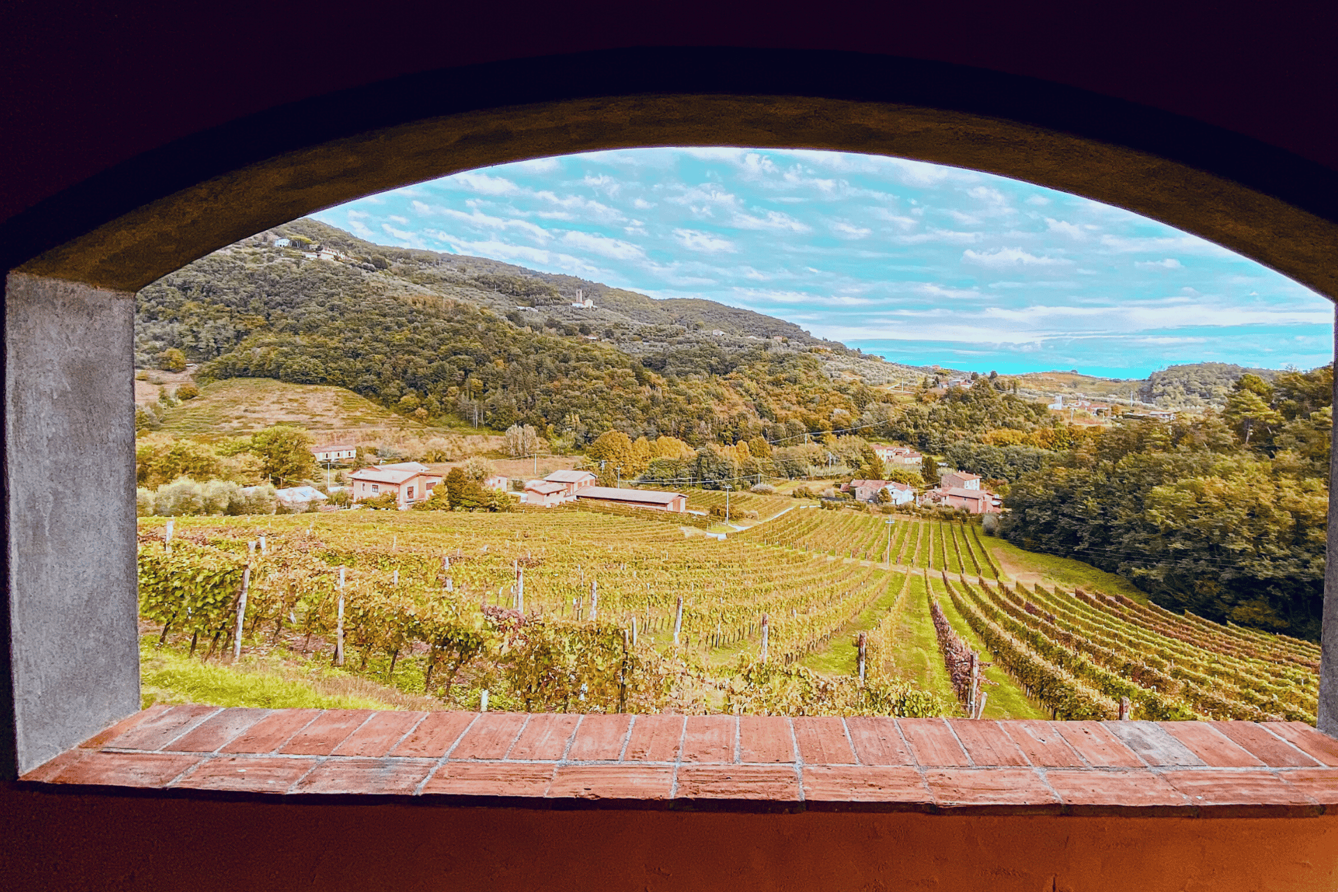 Lucca: Guided Winery Tour with Wine Tasting