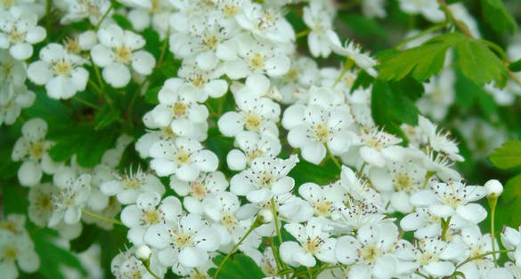 Lovely Detail of Nature in the Public Garden "Casa da Cerca" in Almada, a Portuguese City in front of Lisbon, Portugal