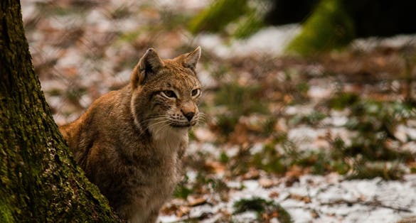 photo of view of A Lynx in the Wildpark Poing,Pforzheim Germany.