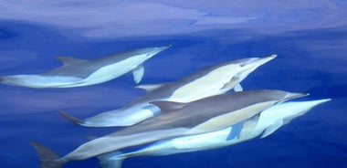 São Miguel: Swim with Wild Dolphins in the Open Ocean