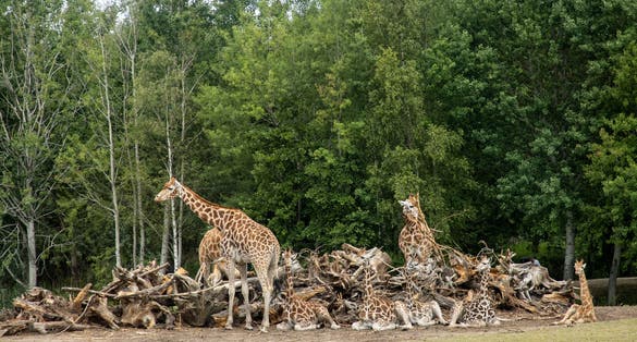 Photo of Giraffes in Beekse Bergen Zoo in the Netherlands, young giraffes laying on the ground in front of wood pile.