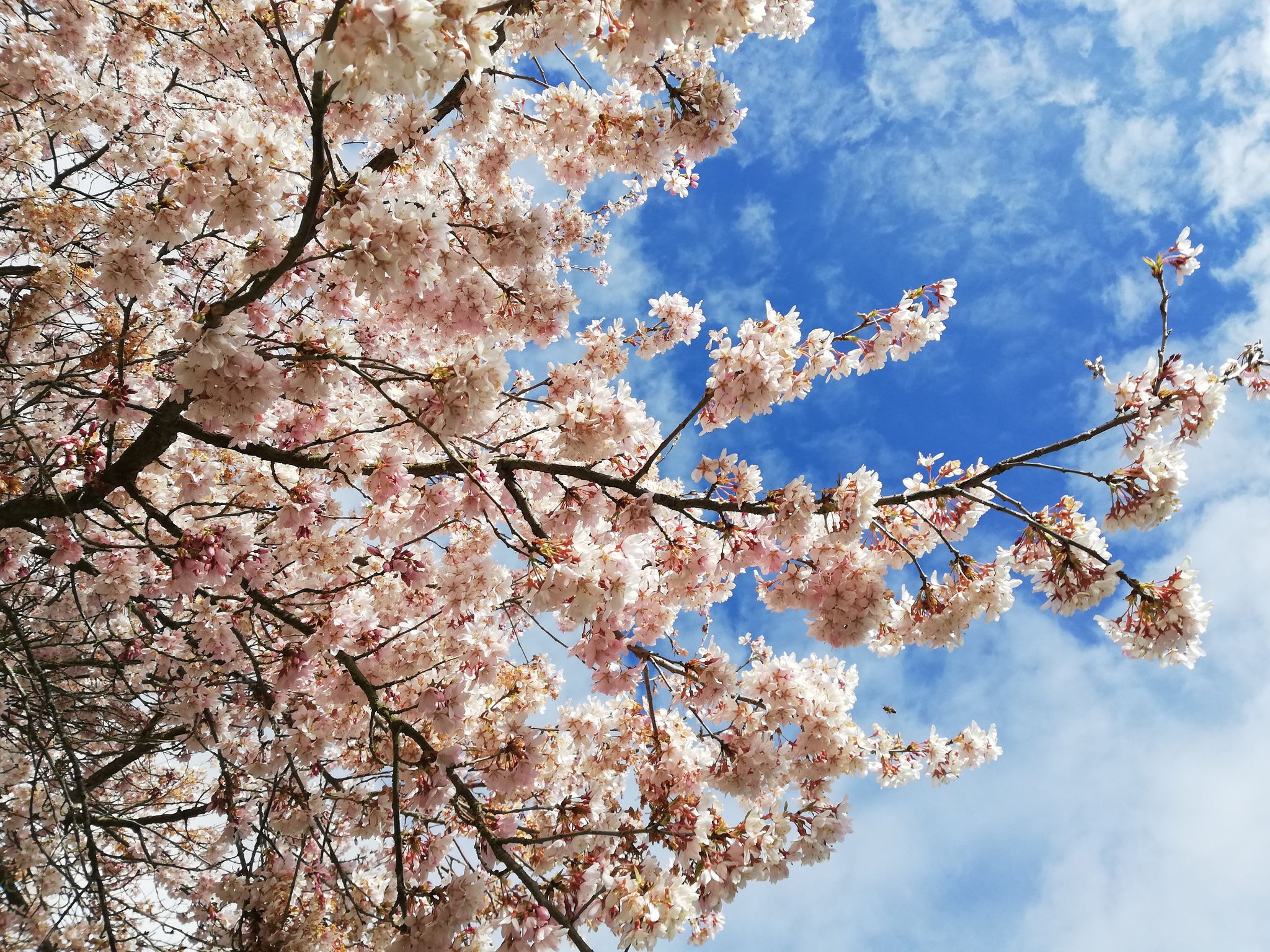 Photo of flowers and nature at springtime in Mindeparken in Aarhus, Denmark.
