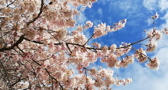 Photo of flowers and nature at springtime in Mindeparken in Aarhus, Denmark.