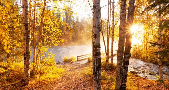 Photo of Morning sunrays shining through Silver birch, Betula pendula leaves next to river rapids in Käylä, near Kuusamo, Finland.