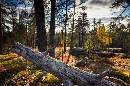 ワイルドベリー＆マッシュルームピッキングツアー