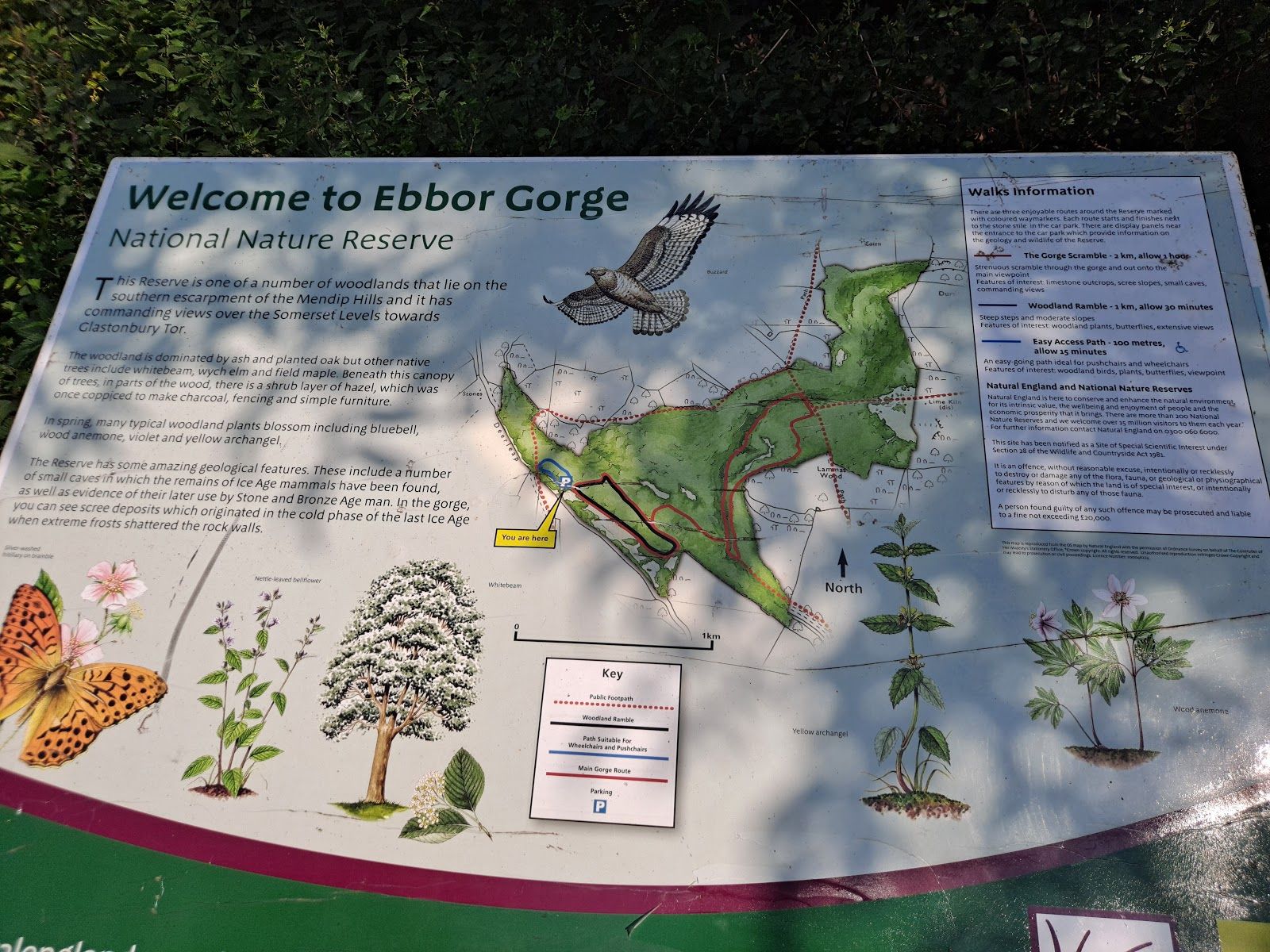 Ebbor Gorge National Nature Reserve, St Cuthbert Out, Mendip, Somerset, South West England, England, United Kingdom