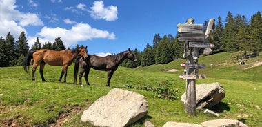 South Tyrolean Wine & Alpine Pasture Trail