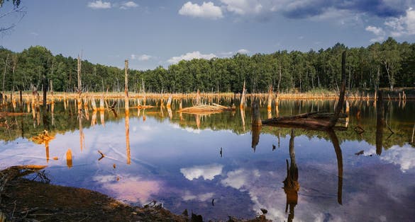 Cloud and tree trunk reflection in the water of one of Legnica lakes