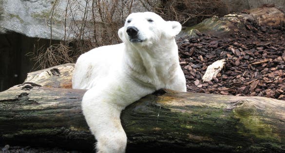 Photo of White bear in Hellabrunn Zoo in Munich, Germany.