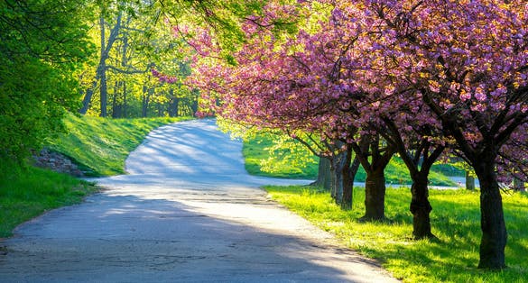 Photo of Poznan. Spring blossoming trees in the park Citadel.
