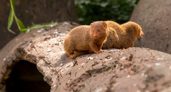 Photo of Funny Dwarf mongoose in Aalborg Zoo, Denmark.