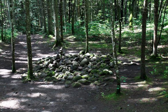 Pokaiņi Forest ,Pokaiņi, Latvia.